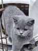 Photo №1. british shorthair - for sale in the city of Nuremberg | 423$ | Announcement № 119438