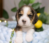 Photo №3. Beautiful beagle puppies for sale. Finland