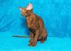 Photo №2 to announcement № 80747 for the sale of oriental shorthair - buy in Russian Federation from nursery