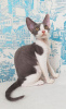 Additional photos: Devon Rex kittens for sale.