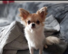 Photo №1. chihuahua - for sale in the city of Stockholm | 449$ | Announcement № 56632