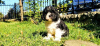 Photo №3. CAVAPOO tricolor puppy. Russian Federation