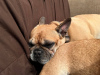 Photo №4. I will sell french bulldog in the city of Helsinki. private announcement - price - 211$