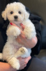 Photo №1. maltese dog - for sale in the city of Berlin | 423$ | Announcement № 107370