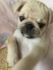 Photo №1. pug - for sale in the city of Suwałki | 252$ | Announcement № 58400