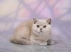 Photo №2 to announcement № 115055 for the sale of british shorthair - buy in Russian Federation private announcement