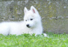 Additional photos: Siberian Husky puppies