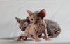 Photo №1. sphynx-katze - for sale in the city of Kiev | 37$ | Announcement № 11551
