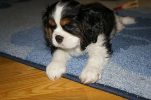 Photo №3. Puppies Cavalier King Charles Spaniel boys tricolor sell. Belarus