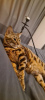 Photo №1. bengal cat - for sale in the city of Москва | Is free | Announcement № 38383