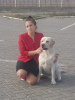 Photo №4. Mating labrador retriever in Belarus. Announcement № 49818