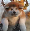 Photo №3. Excellent puppies (akita). Russian Federation