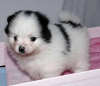 Photo №1. pomeranian - for sale in the city of Франкфурт-на-Майне | negotiated | Announcement № 124948