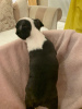 Additional photos: Adorable Boston Terrier Puppies for free adoption