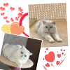 Photo №4. I will sell british shorthair in the city of Балхаш. breeder - price - 1955$