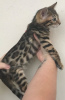 Photo №4. I will sell bengal cat in the city of Berlin. private announcement, from nursery - price - 391$