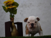 Additional photos: English bulldog puppies