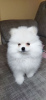 Photo №2 to announcement № 15599 for the sale of pomeranian - buy in Belarus from nursery, breeder