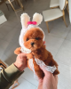 Photo №1. poodle (toy) - for sale in the city of Paris | negotiated | Announcement № 86531