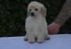 Photo №2 to announcement № 114040 for the sale of poodle (toy) - buy in Serbia breeder