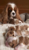 Additional photos: Ich habe Cavalier King Charles Spaniel