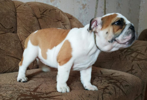 Photo №2 to announcement № 6914 for the sale of english bulldog - buy in Belarus breeder