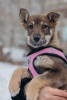 Photo №3. Puppies girls Zoya and Anfisa want to find a home and a loving family!. Russian Federation