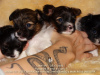 Additional photos: Papillon puppy boy - Marie Ross Julian