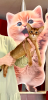 Photo №1. abyssinian cat - for sale in the city of Minsk | 302$ | Announcement № 64610