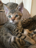 Photo №2 to announcement № 112158 for the sale of savannah cat - buy in United States breeder