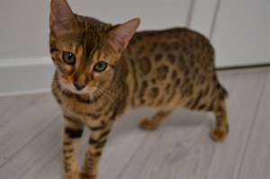 Photo №4. I will sell bengal cat in the city of Minsk. private announcement, breeder - price - 236$