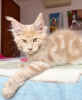 Photo №1. maine coon - for sale in the city of Berlin | 740$ | Announcement № 105629