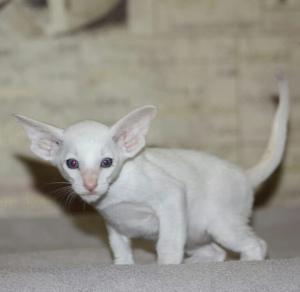 Photo №2 to announcement № 3188 for the sale of oriental shorthair, siamese cat - buy in Russian Federation from nursery, breeder