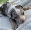 Photo №2 to announcement № 93078 for the sale of american bully - buy in Serbia breeder