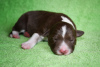 Photo №2 to announcement № 10037 for the sale of border collie - buy in Russian Federation breeder