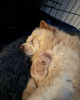 Photo №2 to announcement № 107208 for the sale of chow chow - buy in United States 