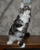 Photo №4. I will sell maine coon in the city of San Diego. from nursery - price - 3000$