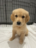 Photo №1. golden retriever - for sale in the city of Berlin | negotiated | Announcement № 115942