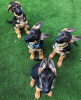Photo №1. german shepherd - for sale in the city of Jersey City | 780$ | Announcement № 36963