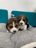 Photo №2 to announcement № 75137 for the sale of beagle - buy in Lithuania private announcement