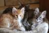 Photo №3. Maine Coon Kittens ready, shipping available. Germany