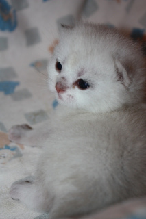 Photo №2 to announcement № 6091 for the sale of scottish fold - buy in Russian Federation from nursery