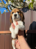 Additional photos: Adorable beagle puppy looking for his home and the most affectionate cuddles!