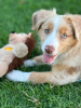 Photo №2 to announcement № 123110 for the sale of australian shepherd - buy in Australia breeder