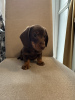 Photo №1. dachshund - for sale in the city of Эурайоки | 338$ | Announcement № 123478