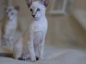Photo №4. I will sell oriental shorthair in the city of Minsk. private announcement, breeder - price - 170$