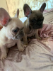 Photo №1. non-pedigree dogs - for sale in the city of Nuremberg | 423$ | Announcement № 99949