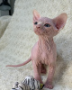 Photo №1. sphynx-katze - for sale in the city of Miami | Is free | Announcement № 93315