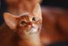 Additional photos: Abyssinian cat in Belarus