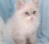 Photo №2 to announcement № 86788 for the sale of siberian cat - buy in Australia private announcement